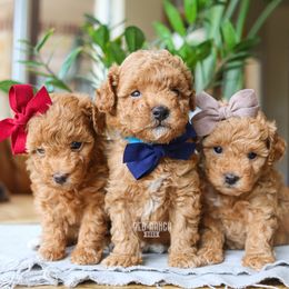 Bernedoodle, Cavapoo, Goldendoodle, Poodle, and Sheepadoodle Puppies from Red Ranch Dogs
