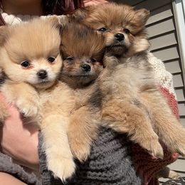 Pomeranian Puppies from Brandi’s Pomeranian Pups