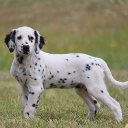 Orange - White and black male Dalmatian puppy in Cottage Grove, Oregon from Hidden Hills Dalmatians