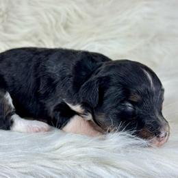 BTF2 - Black tri-color female Aussiedoodle puppy in Prague, Oklahoma from Classic K9’s  Aussies & Doodles