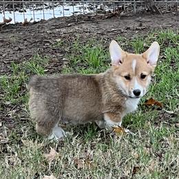 PERCY - AKC - Red male Pembroke Welsh Corgi puppy in Millsap, Texas from BJ's Blessings