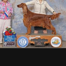 Grace - Irish Setter