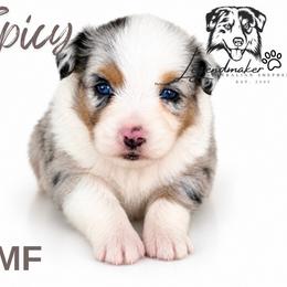 Spicy - Blue merle female Toy Australian Shepherd puppy in Leitchfield, Kentucky from Legendmaker MAS
