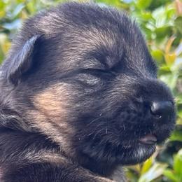 Puppy 7 - Black and red female German Shepherd puppy in Central Florida, Florida from Vom Furstenhund