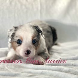 Girl 2 - Blue merle Miniature Australian Shepherd puppy in Visalia, California from Furrever.Mini.Aussies.llc