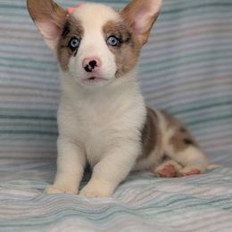 Smore aka Hazel - Sable merle and white female American Corgi puppy in Clarksville, Tennessee from Cold Creek Family Farm LLC
