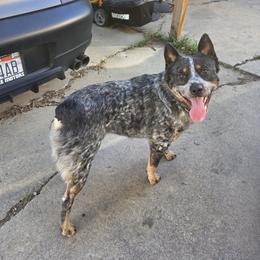 Angus - Australian Cattle Dog
