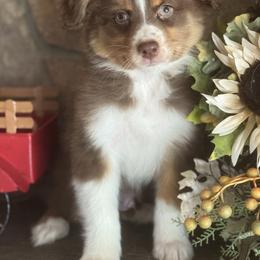 RTM7 - Red tri-color male Australian Shepherd puppy in Chehalis, Washington from Wandering Acres Ranch