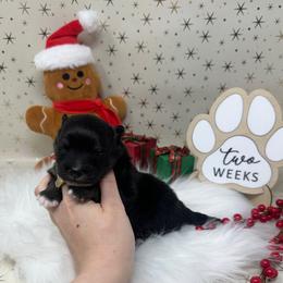 Snicker - Black and tan parti male Pomeranian puppy in Concord, California from Eelan’s Poms