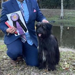 Promise - Pyrenean Shepherd