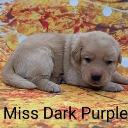 Miss Dark Purple - Yellow female Labrador Retriever puppy in Lebanon, Pennsylvania from Robertson's Retrievers and Doodles