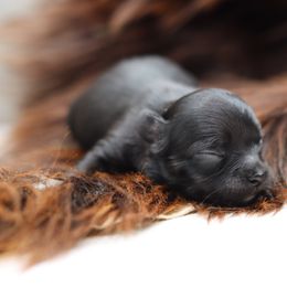 Gray - Black male Chihuahua puppy in Tulsa, Oklahoma from H-3 Chihuahuas