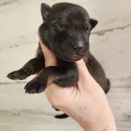 Orange - Sable male German Shepherd puppy in Harwood, Maryland from Reddington Shepherds