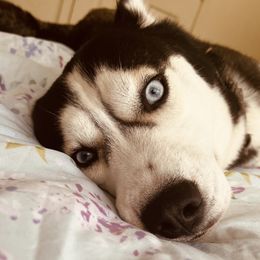 Siberian Huskies and Yorkshire Terriers from Jays House of Paws