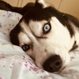 Siberian Huskies and Yorkshire Terriers from Jays House of Paws