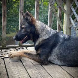 Fiona - German Shepherd
