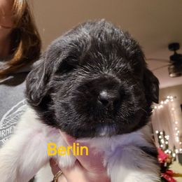 Berlin - White and black female Newfoundland puppy in Honey Grove, Pennsylvania from Heinrich Family Newfoundlands