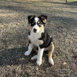 Australian Shepherd Puppies from Hub City Aussies