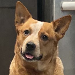 Harper  - Australian Cattle Dog