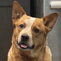 Harper  - Australian Cattle Dog