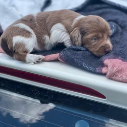 Heath - Piebald male Dachshund puppy in Carthage, Missouri from Hounds by Mishelle