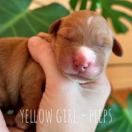 Peeps - Dark golden female Golden Retriever puppy in Salt Lake City, Utah from Pitchpine Retrievers