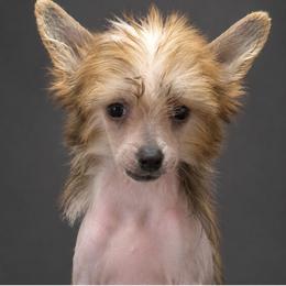 Colby - Black white and tan male Chinese Crested puppy in New Haven, West Virginia from EverCrest