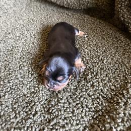 Toby - Black and tan male Cavalier King Charles Spaniel puppy in Fresno, California from CaliCavaliers