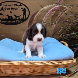 Boy 8 - Liver and white male English Springer Spaniel puppy in Potosi, Wisconsin from Point and Flush Gun Dogs