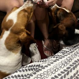 Basset Hound Puppies from Laura Lankford