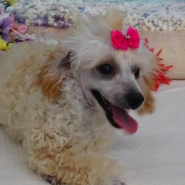 Cherry or Cherry Blossom - Maltipoo