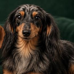 Thor - Dachshund