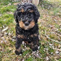 Mint collar - Phantom female Bernedoodle puppy in Shelby, North Carolina from Forever Grateful Doodles