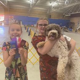 Lagotto Romagnolo All Grown Up from Ohio Primo Lagotto Romagnolo