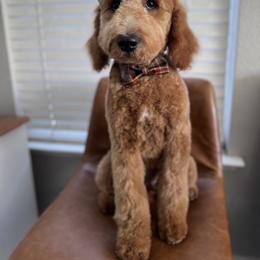 Cove - Apricot male Goldendoodle puppy in Escalon, California from Miley&Co.