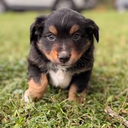 Tank ASDR - Black tri male Toy Australian Shepherd puppy in Polk City, Florida from Skaky Shepherds
