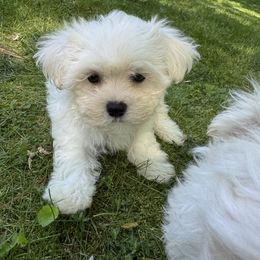 Boy 2 - White male Maltese puppy in Massachusetts from Happy Tail Yorkies and Maltese