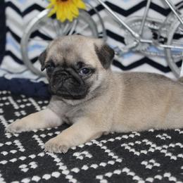 Dixie AKC Champ 3209 - Fawn female Pug puppy in Arthur, Illinois from Perfect Pugs