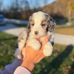 Caroline - Blue merle female Bernedoodle puppy in Sugarcreek, Ohio from Cuddly Companion Doodles