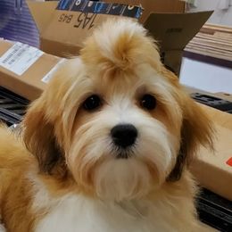 Missy - Havanese