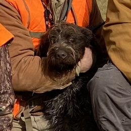 Bruno - Wirehaired Pointing Griffon