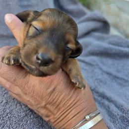 Red Bean - Shaded Red - Red male Dachshund puppy in Pueblo, Colorado from HotDachs