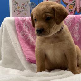 Purple - Yellow female Labrador Retriever puppy in Heath Springs, South Carolina from Rich Hill Retrievers
