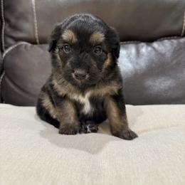 Velma - Black phantom female Aussiedoodle puppy in Heber City, Utah from Junipersdoodles