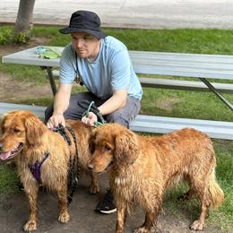 Golden Retriever All Grown Up from K&N Golden Retriever Companion