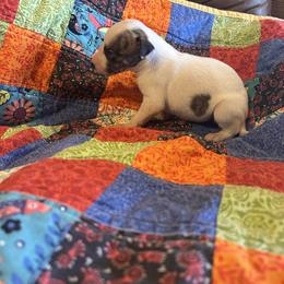 Rose - White and fawn brindle female Whippet puppy in Oneida, Tennessee from Saving Grace