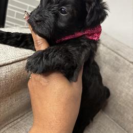 Yorkshire Terrier Puppies from Dee’s pretty puppies