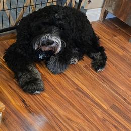 Regis - Black male Australian Labradoodle puppy in Billings, Montana from Doodle Around