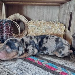 Bluey - Dapple male Dachshund puppy in Duncan, Arizona from Bootheel Doxies