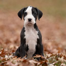 Dr. Bombay - Great Dane puppy from Foto Danes